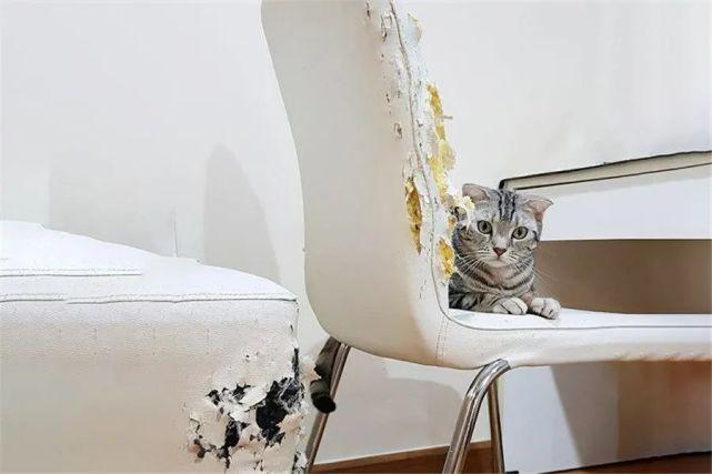 猫咪挠坏家具怎么办