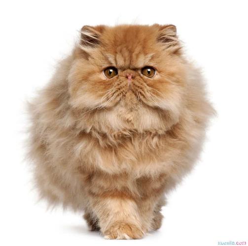 宠物猫买什么季节的好
