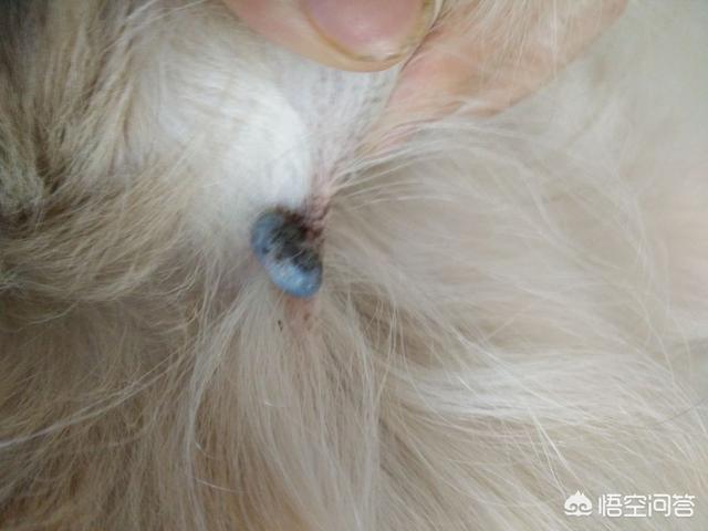 狗狗打虫子叫什么好处