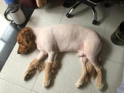 狗狗剃毛用什么意思
