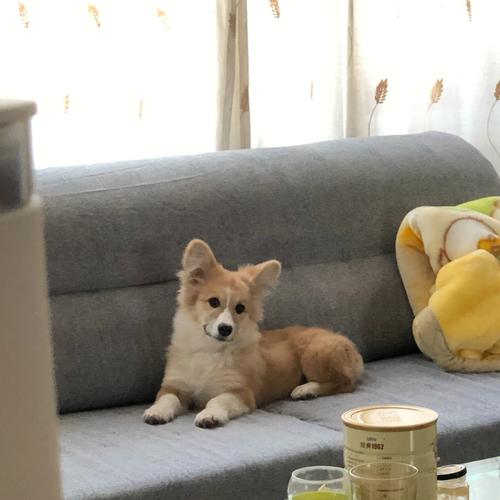 四个月柯基吃什么狗粮好