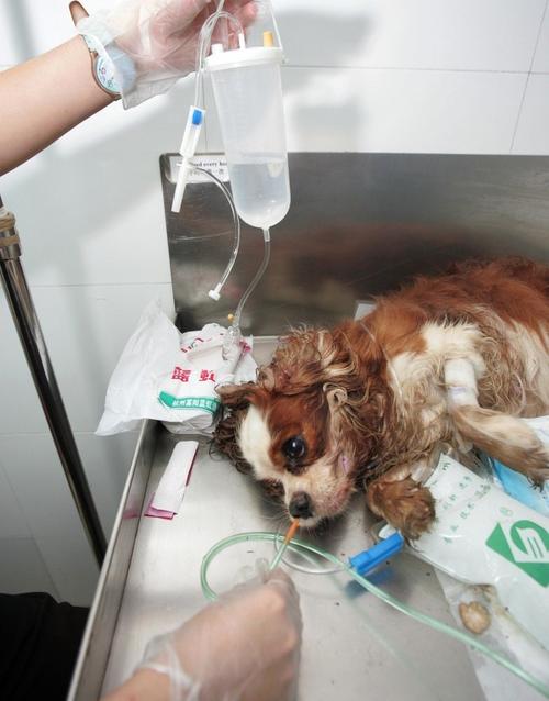 小狗中毒怎么处理