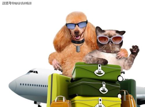 什么航空公司托运宠物