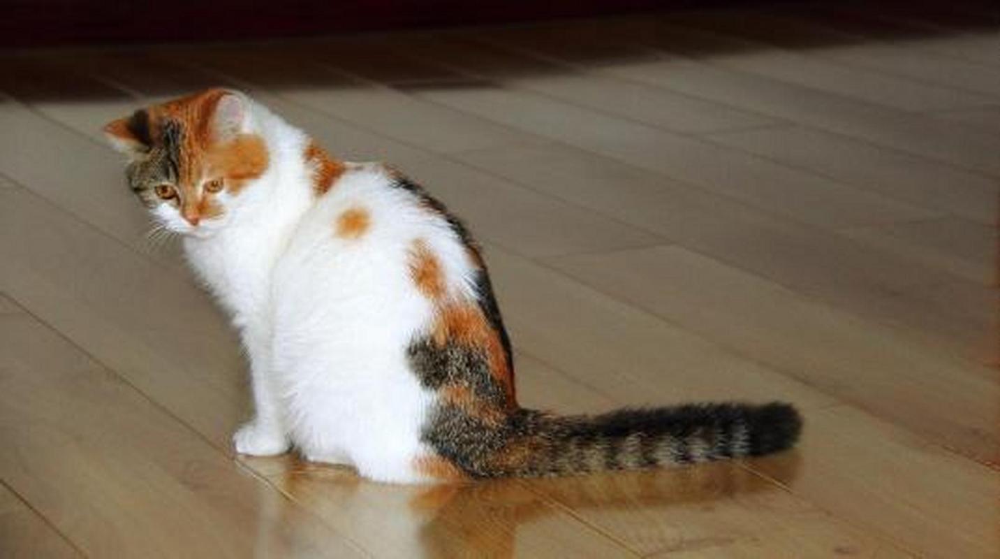 怎么分辨猫咪是否有病
