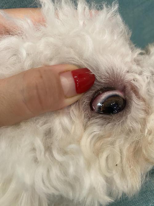 狗狗眼睑炎怎么治疗