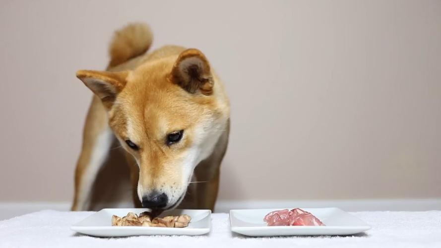 小狗喂生肉有什么好处