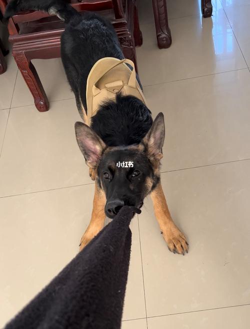 为什么德牧总咬人