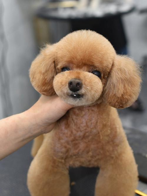 怎么给狗狗做美容造型的