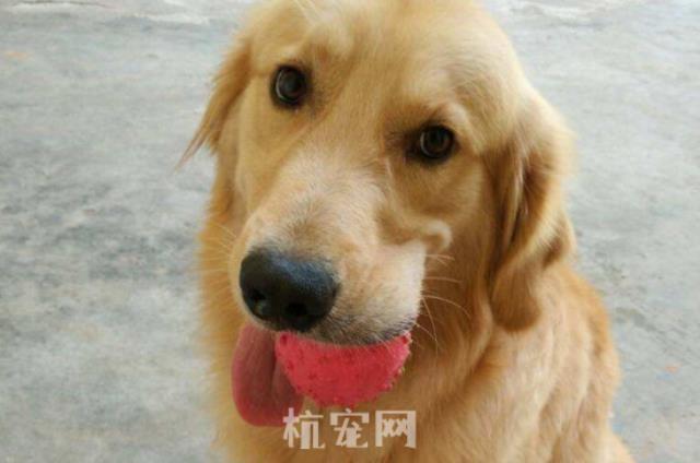 四岁金毛一般吃什么