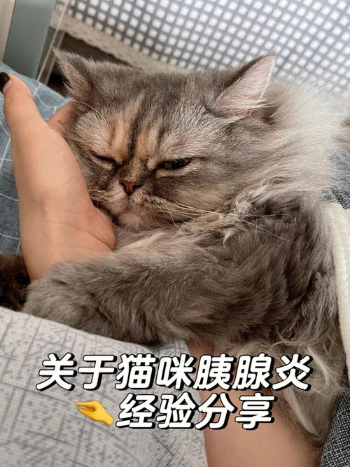 猫咪胰腺炎吃什么