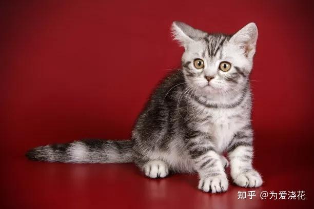 猫咪脖子短什么原因