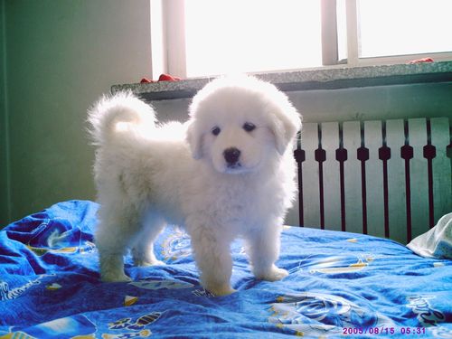 什么是纯血统狗狗