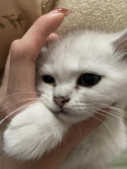小猫咪老是打喷嚏怎么办