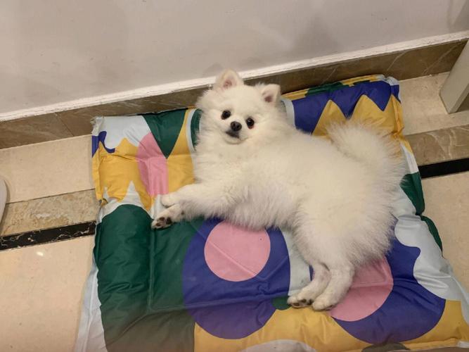 博美转要怎么养