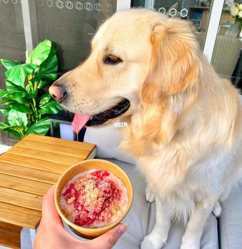 狗狗喝什么解暑