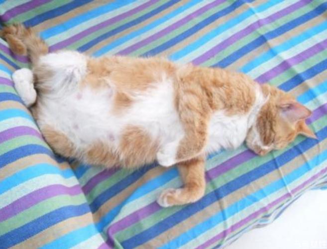猫咪怀孕半夜一直叫为什么