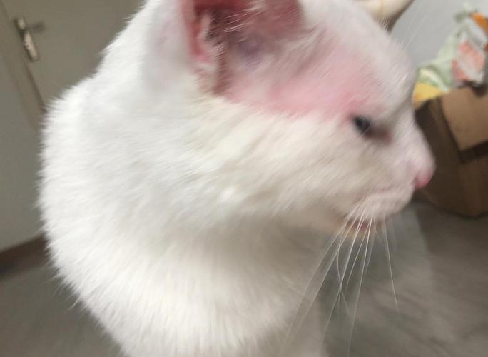 猫为什么会疫苗过敏反应