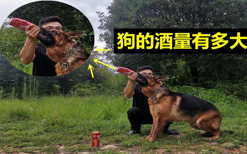 狗狗喝了啤酒怎么办