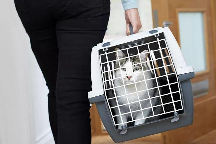 猫咪空运接要注意什么