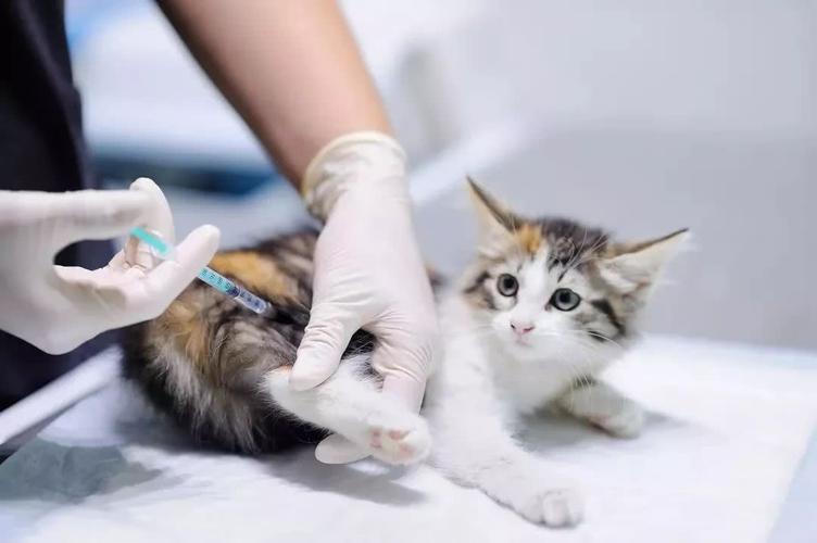 收养的猫咪怎么打疫苗