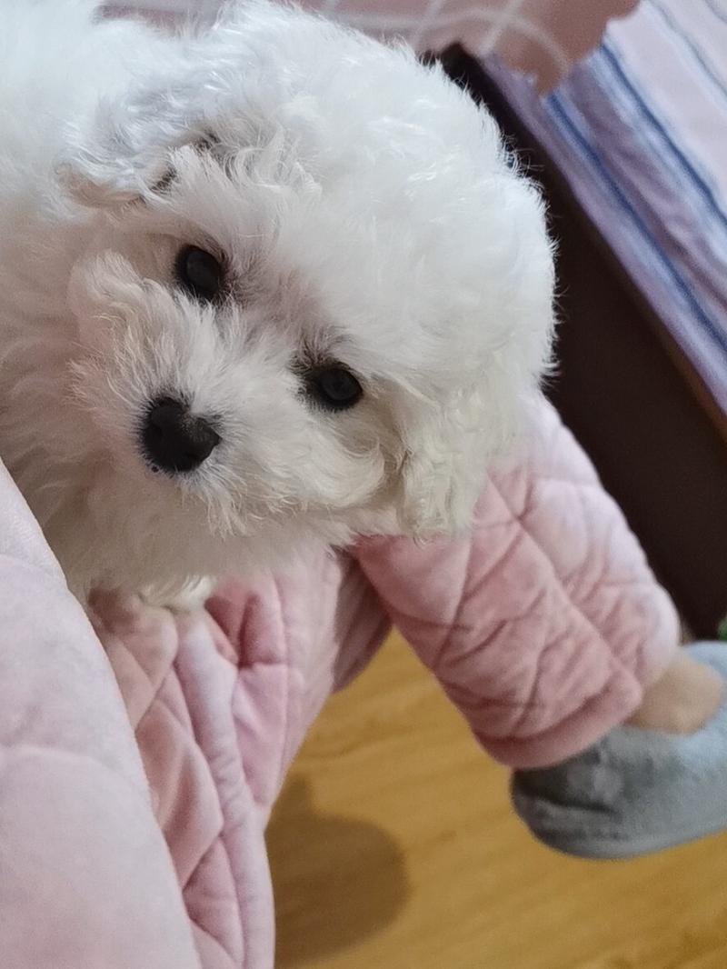 比熊拉肚子呕吐是怎么回事