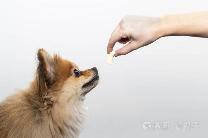 上班狗狗怎么喂食
