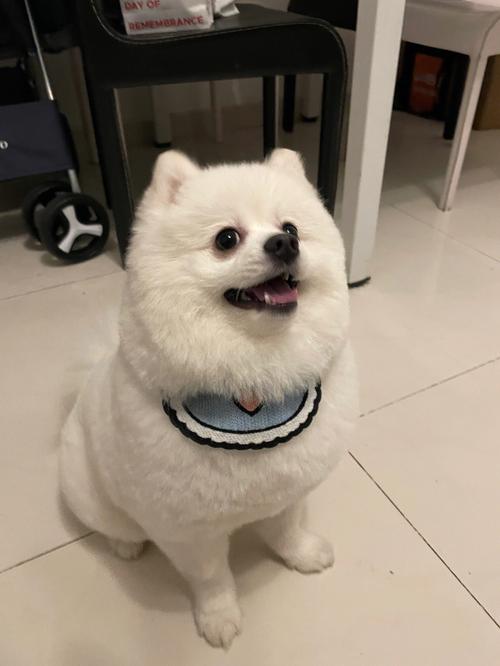 博美小狗吃什么