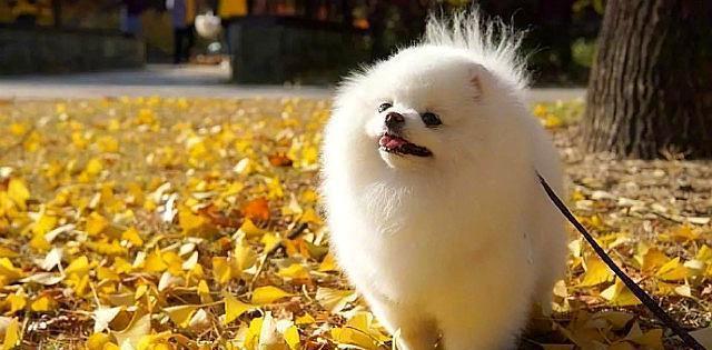 幼犬吃什么毛亮