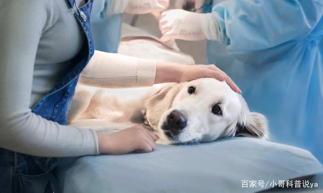 狗狗反肠症状是什么