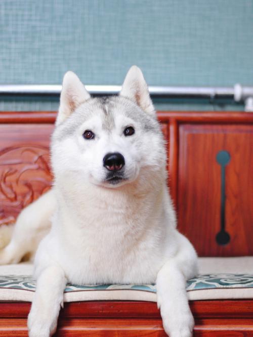 买哈士奇幼犬注意什么