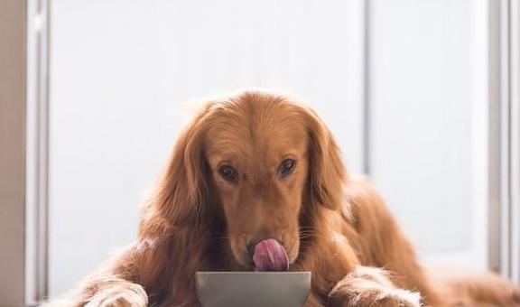 狗狗没吃饱怎么办
