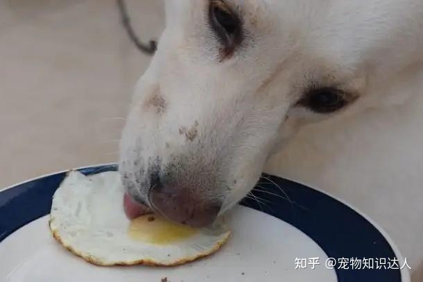 狗狗吃蛋黄死了怎么回事