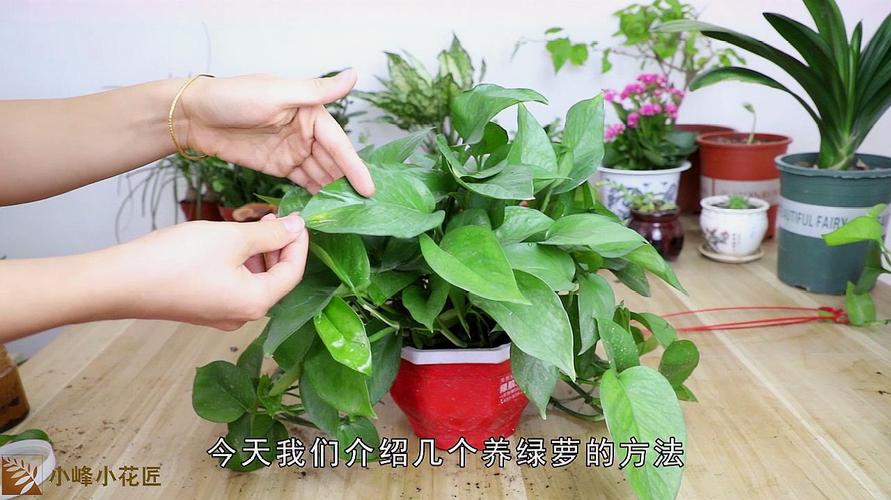 如何养护植物