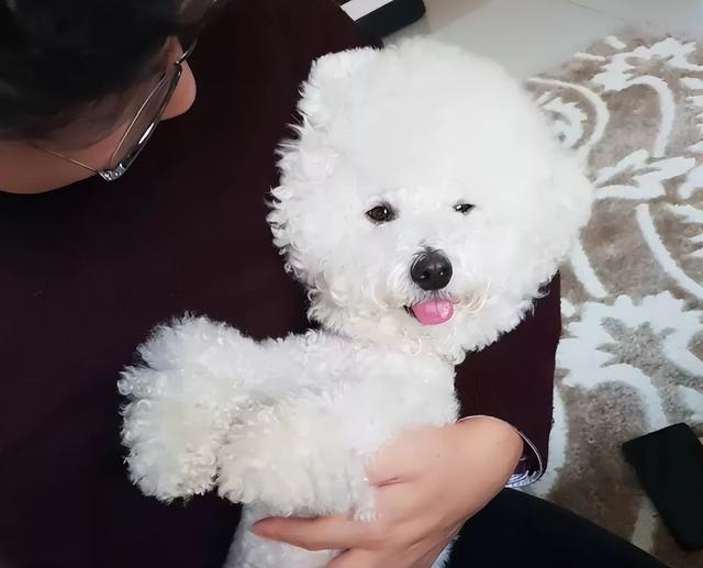 比熊做绝育要注意什么