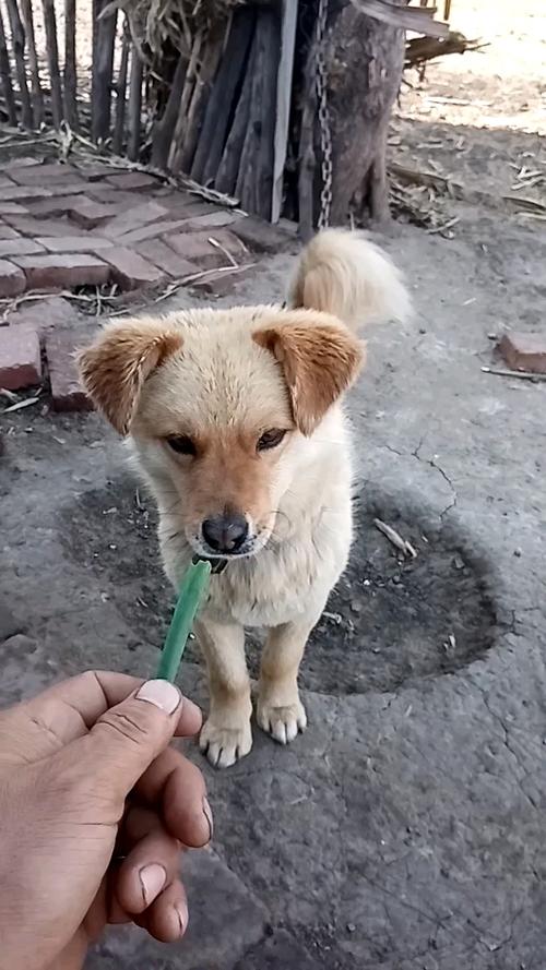 狗狗吃了大葱会怎么样