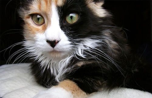怎么才能让猫咪甩毛