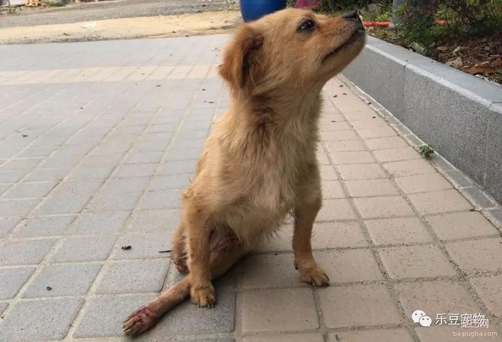 小狗后腿折了怎么办