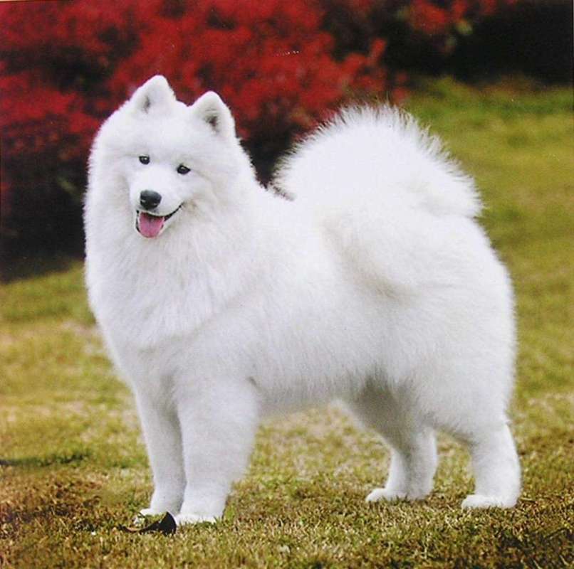 夏天适合养什么宠物狗
