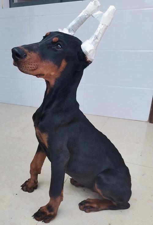 杜宾幼犬换环境叫怎么办