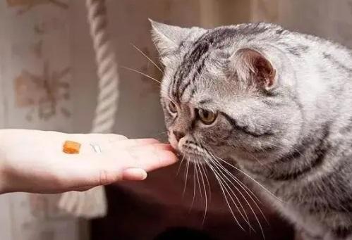 猫咪为什么用不了了