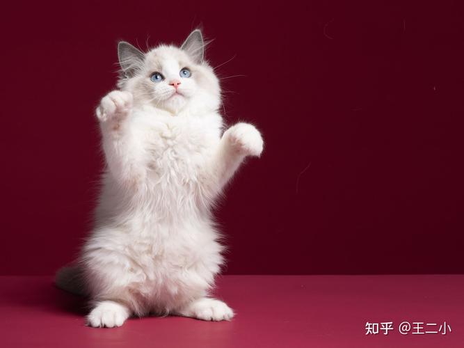 买什么宠物猫好