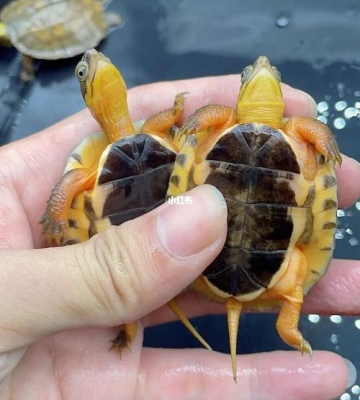 海南有什么宠物
