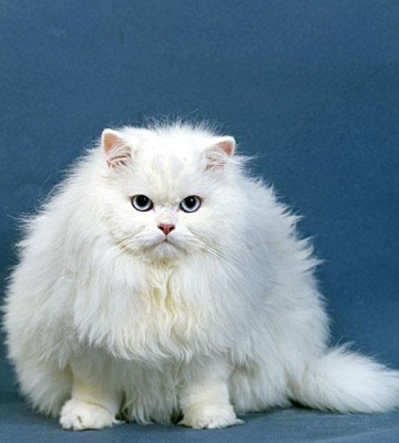 波斯猫的市场价格怎么样