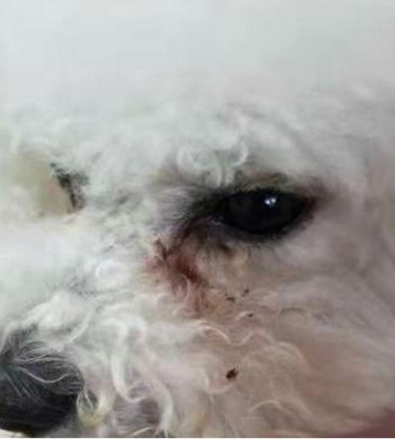 比熊有眼屎怎么办白色
