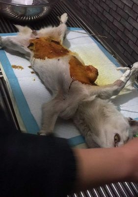 什么引起狗狗肾肿大