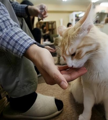 猫咪为什么会抓人