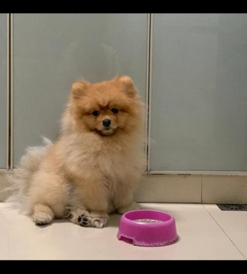 博美怎么很贪吃怎么办