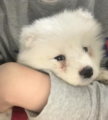 萨摩拉肚子是什么形状