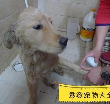 小狗尿在床上怎么处理