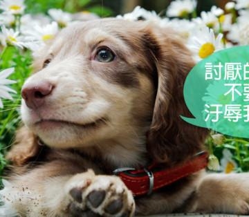 狗狗为什么免疫力下降